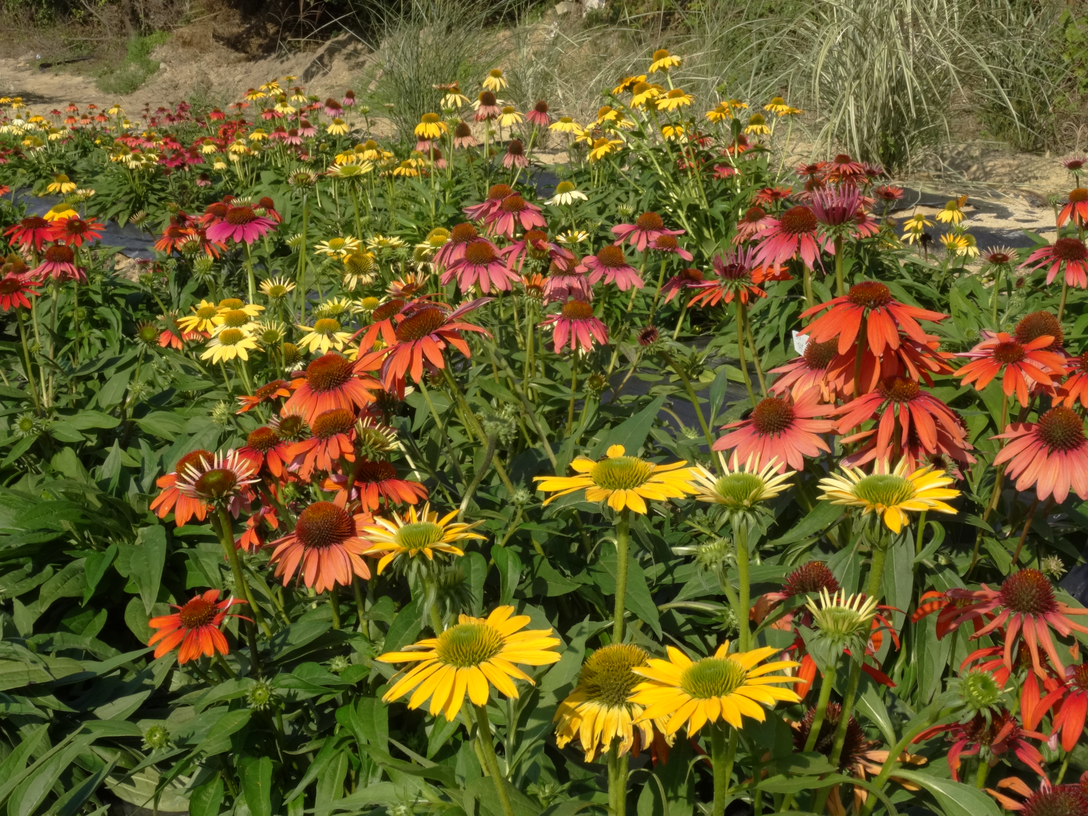 Echinacea purpurea 'Rainbow Marcella'